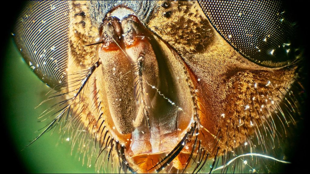 lomo 8x + pocket 6k with 90mm extension tubes > vignetting. Image: Daniel Schweinert