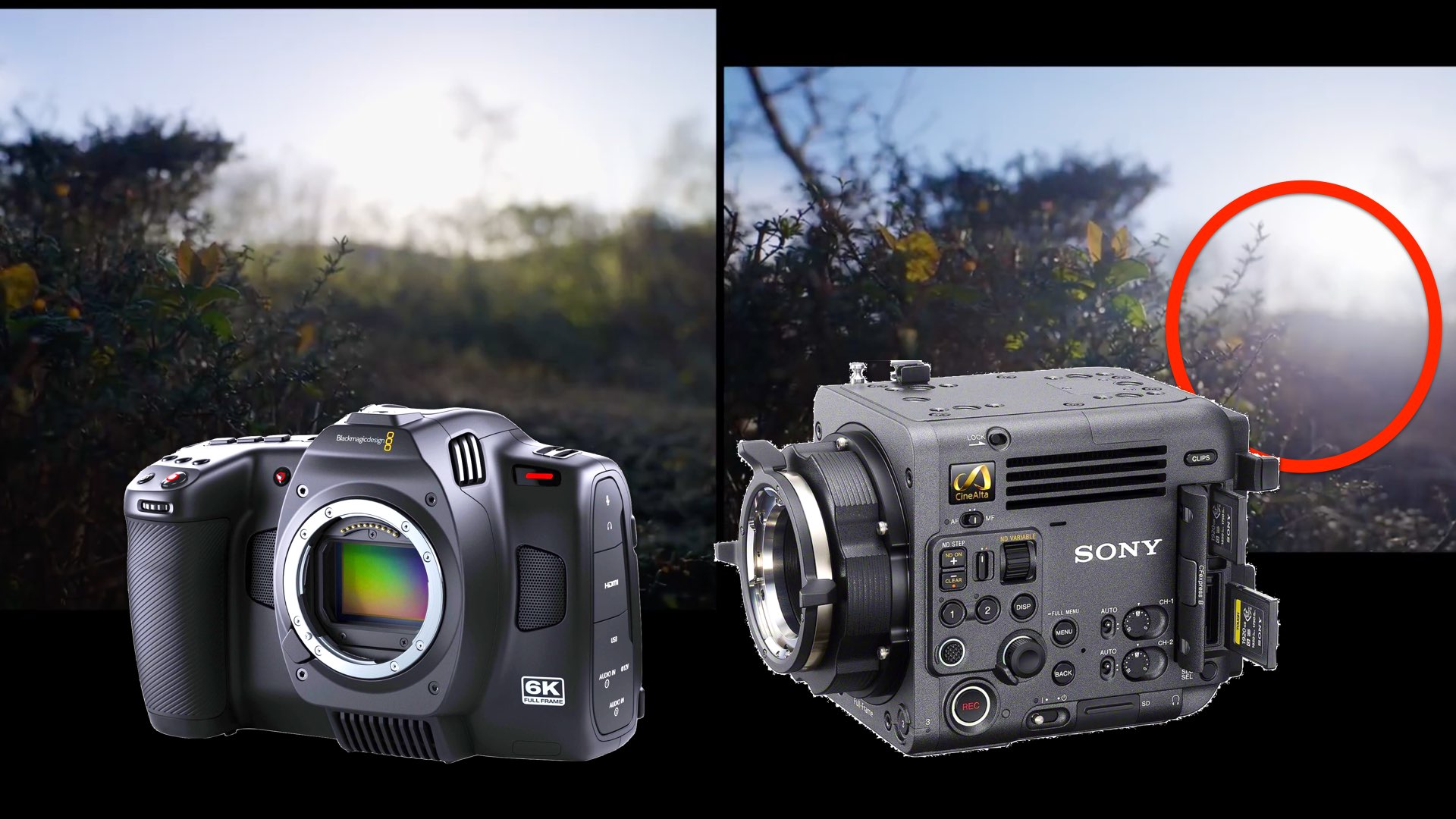 BMCC6K Vs. Sony BURANO 8.6K: Can You Notice the Differences?